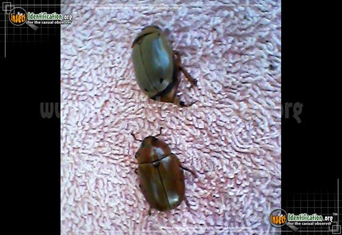 Thumbnail image #5 of the Grapevine-Beetle