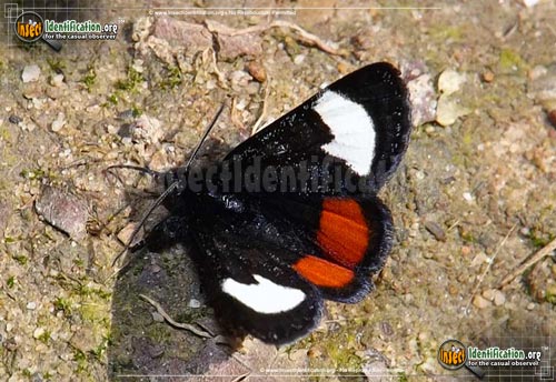 Thumbnail image of the Grapevine-Epimenis-Moth