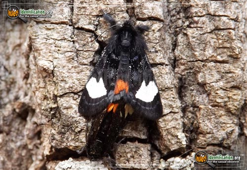Thumbnail image #3 of the Grapevine-Epimenis-Moth