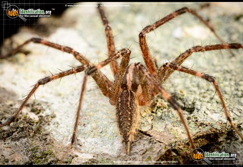 Thumbnail image #14 of the Grass-Spider