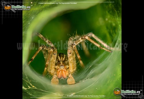 Thumbnail image #2 of the Grass-Spider