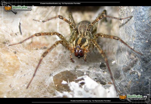 Thumbnail image #8 of the Grass-Spider
