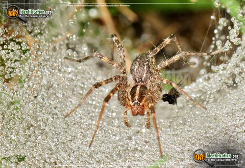Thumbnail image of the Grass-Spider