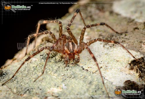 Thumbnail image #12 of the Grass-Spider