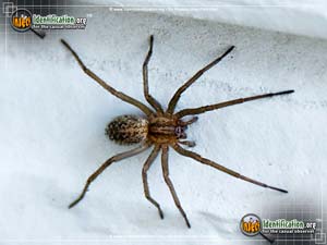 Thumbnail image #4 of the Grass-Spider