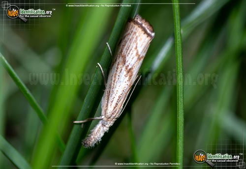 Thumbnail image #2 of the Grass-Veneer-Moth-Agriphila