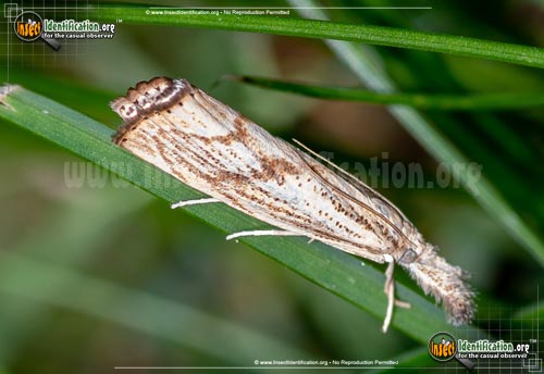 Thumbnail image of the Grass-Veneer-Moth-Agriphila