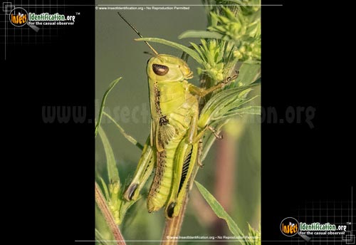 Thumbnail image of the Grasshopper-Nymph-Melanoplus