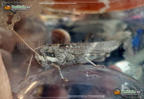 Thumbnail image of the Gray-Bird-Grasshopper