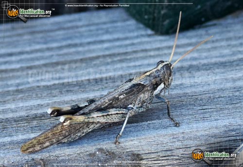 Greier Insecta Gray Bird Grasshopper
