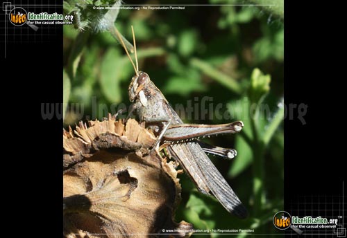 Greier Insecta Gray Bird Grasshopper