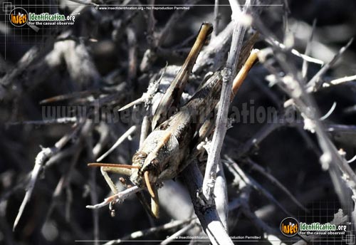 Thumbnail image #8 of the Gray-Bird-Grasshopper