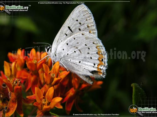Thumbnail image #2 of the Gray-Copper-Butterfly