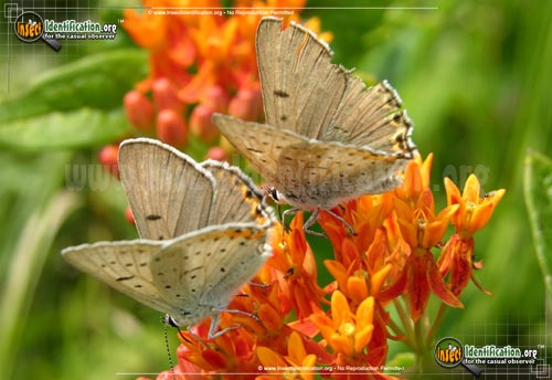 Thumbnail image #4 of the Gray-Copper-Butterfly