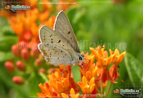 Thumbnail image #3 of the Gray-Copper-Butterfly