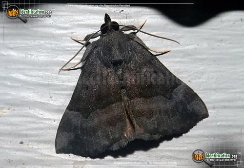 Thumbnail image of the Gray-Edged-Hypena-Moth