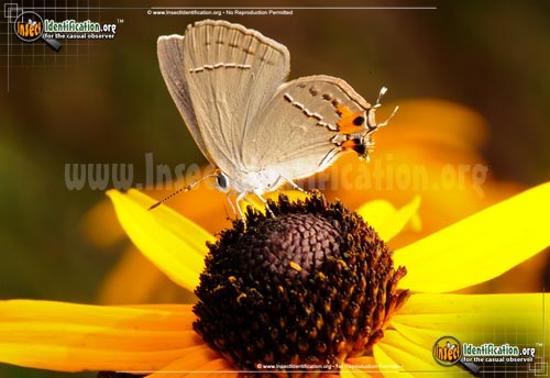 Thumbnail image of the Gray-Hairstreak-Butterfly