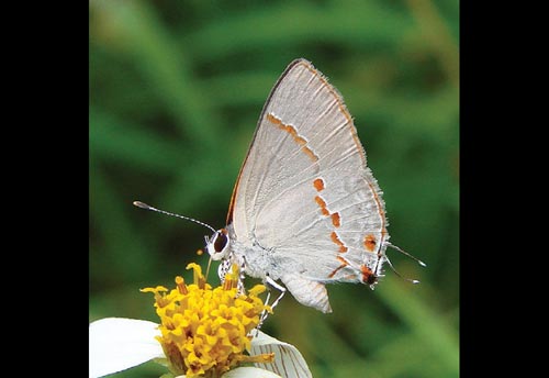 Thumbnail image of the Gray-Ministreak-Butterfly