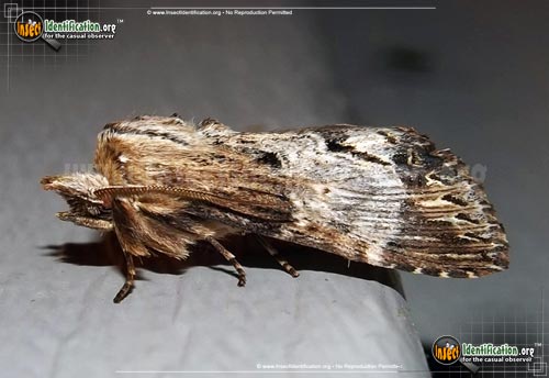 Thumbnail image of the Gray-Patched-Prominent-Moth