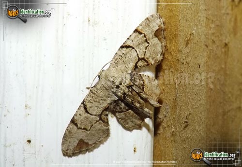 Thumbnail image of the Gray-Scoopwing-Moth