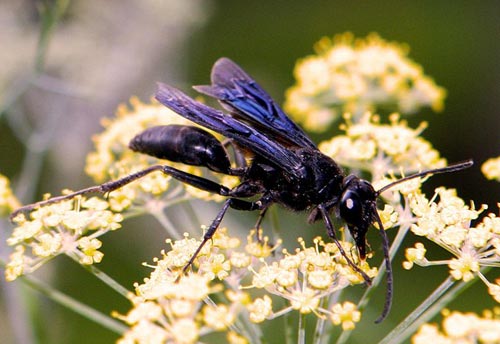 Thumbnail image of the Great-Black-Wasp