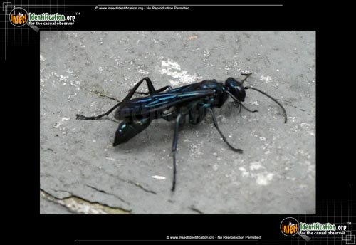 Thumbnail image #2 of the Great-Black-Wasp