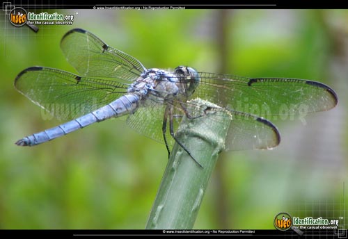 Thumbnail image of the Great-Blue-Skimmer