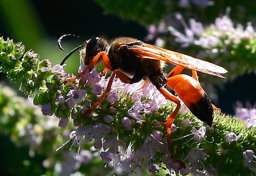 Thumbnail image #2 of the Great-Golden-Digger-Wasp