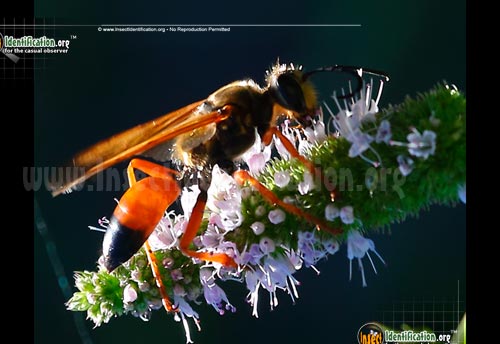 Thumbnail image #3 of the Great-Golden-Digger-Wasp