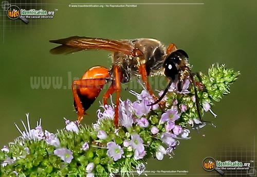 Thumbnail image #5 of the Great-Golden-Digger-Wasp