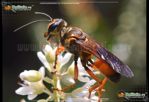 Thumbnail image #7 of the Great-Golden-Digger-Wasp