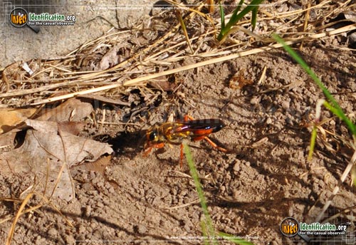 Thumbnail image #4 of the Great-Golden-Digger-Wasp