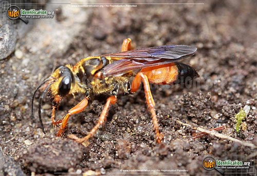 Thumbnail image of the Great-Golden-Digger-Wasp