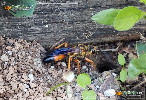 Thumbnail image #9 of the Great-Golden-Digger-Wasp