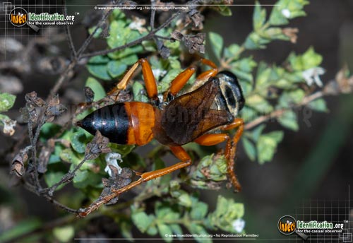 Thumbnail image #10 of the Great-Golden-Digger-Wasp