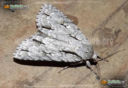 Thumbnail image of the Great-Oak-Dagger-Moth