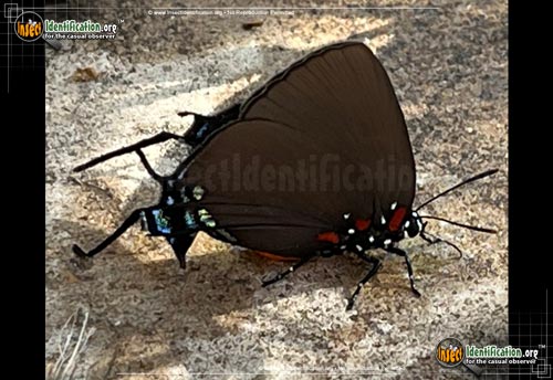 Thumbnail image of the Great-Purple-Hairstreak-Butterfly