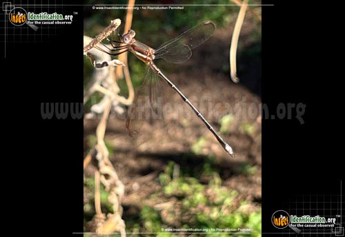 Thumbnail image #4 of the Great-Spreadwing-Damselfly