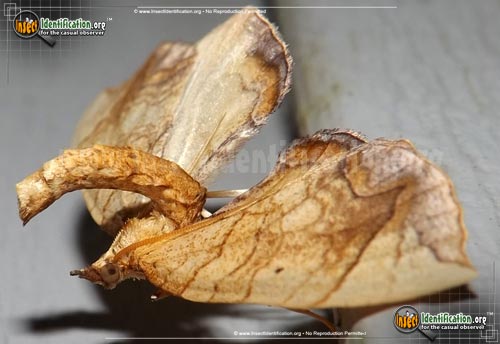 Thumbnail image of the Greater-Grapevine-Looper-Moth