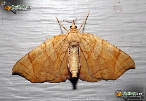 Thumbnail image #2 of the Greater-Grapevine-Looper-Moth