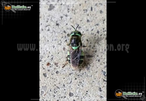 Thumbnail image of the Green-and-Black-Soldier-Fly