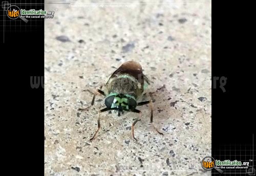 Thumbnail image #2 of the Green-and-Black-Soldier-Fly