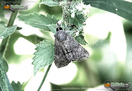 Thumbnail image #2 of the Green-Cloverworm-Moth