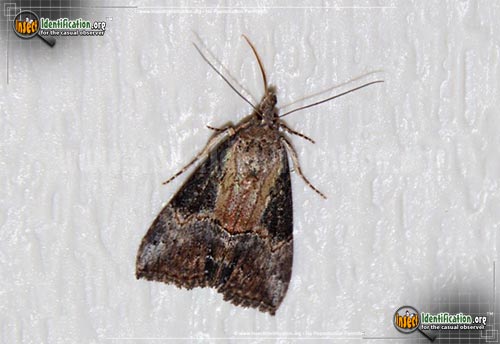 Thumbnail image of the Green-Cloverworm-Moth