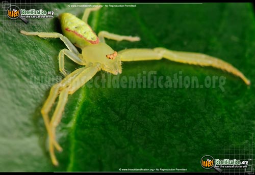 Thumbnail image #5 of the Green-Crab-Spider