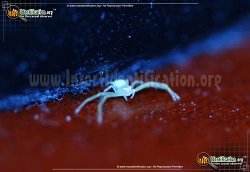 Thumbnail image #7 of the Green-Crab-Spider