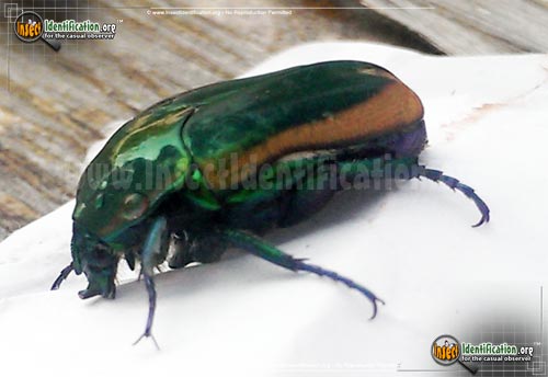 Thumbnail image #12 of the Green-June-Beetle
