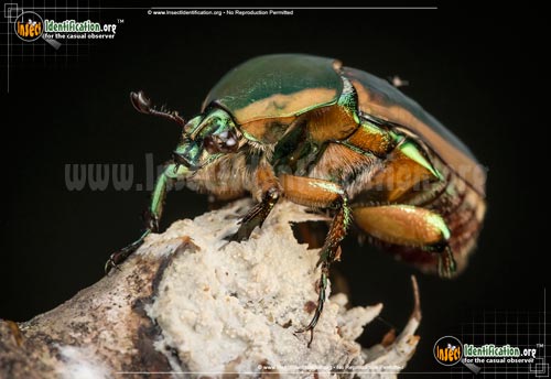 Thumbnail image #7 of the Green-June-Beetle