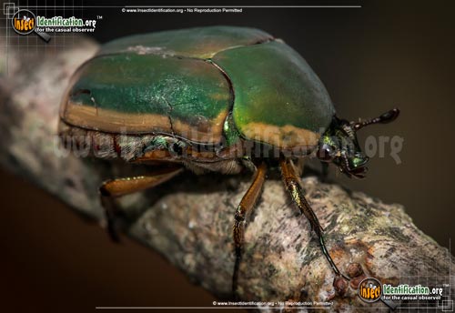 Thumbnail image #3 of the Green-June-Beetle