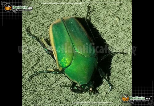 Thumbnail image #6 of the Green-June-Beetle